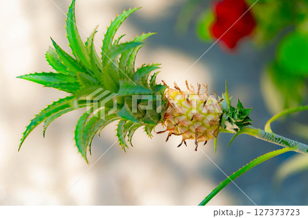A small pineapple. A small pineapple. 127373723