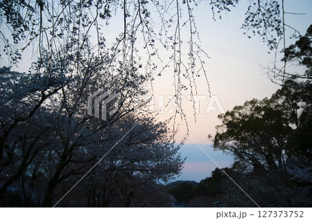 桜の間から見える夕暮れ 127373752