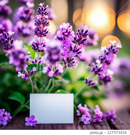 Vibrant clusters of lavender blossom beautifully in soft hues as the sun sets, creating a serene atmosphere. A blank card rests nearby, inviting personal notes or reflections Generative AI Vibrant clusters of lavender blossom beautifully in soft hues as the sun sets, creating a serene atmosphere. A blank card rests nearby, inviting personal notes or reflections Generative AI 127373816