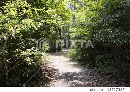 森へ続く道 127373874
