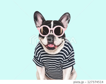 Cute puppy, sunglasses and bright t-shirt. Dog smiling 127374514
