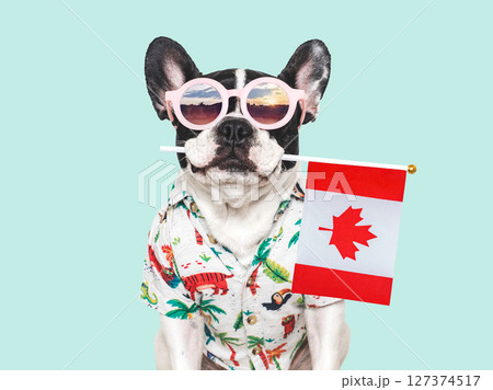 Cute puppy, sunglasses and Canadian Flag. Studio shot 127374517