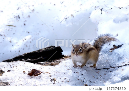 北海道に生息する野生のエゾシマリス 北海道に生息する野生のエゾシマリス 127374830