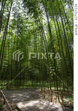 夏の田舎道 夏の田舎道 127375134