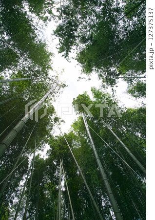 下から見上げた竹林 下から見上げた竹林 127375137