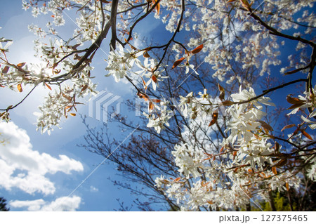 wHITE MAGNOLIA FLOWERS in Japanese garden 127375465