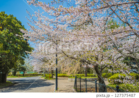 広島・高天原の桜並木 127375487