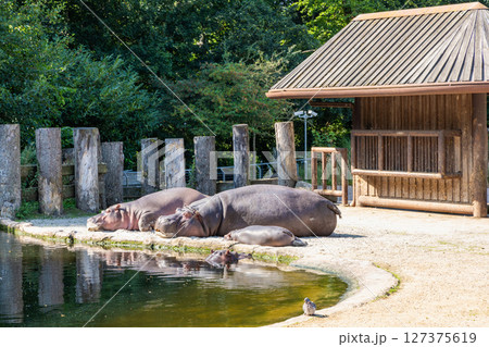 Two large hippos are resting by the pond 127375619