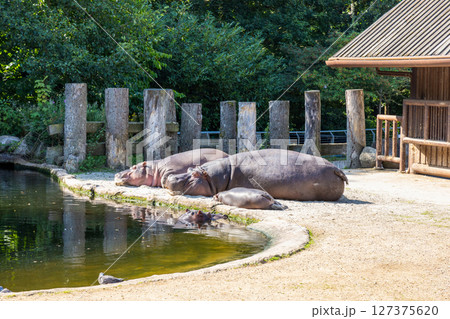 Two large hippos are resting by the pond Two large hippos are resting by the pond 127375620