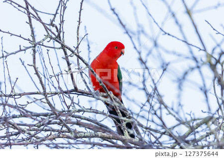 A red feathered male Australian King Parrot sitting in a tree A red feathered male Australian King Parrot sitting in a tree 127375644