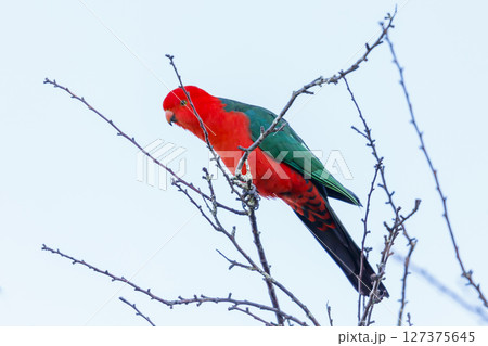 A red feathered male Australian King Parrot sitting in a tree 127375645