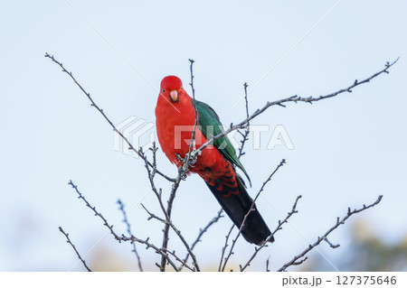 A red feathered male Australian King Parrot sitting in a tree 127375646