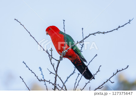 A red feathered male Australian King Parrot sitting in a tree 127375647