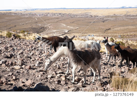 Bolivian llama breeding,Bolivia Bolivian llama breeding,Bolivia 127376149