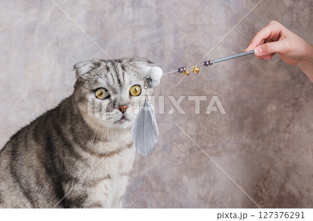 Gray cat looking at teaser toy on stick Gray cat looking at teaser toy on stick 127376291