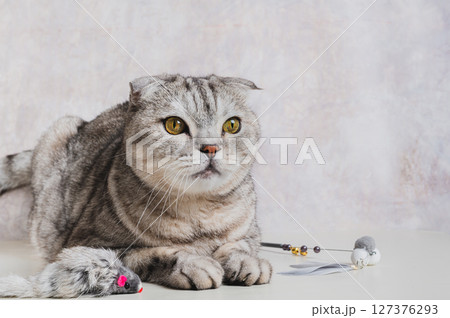 A gray cat lies next to a teaser toy on a stick and a fluffy mouse A gray cat lies next to a teaser toy on a stick and a fluffy mouse 127376293