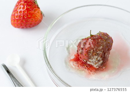 Botrytis cinerea mold aggressively covering strawberry surface, fungal spread captured in macro detail for scientific study of food spoilage and contamination, spoiled fruit 127376555