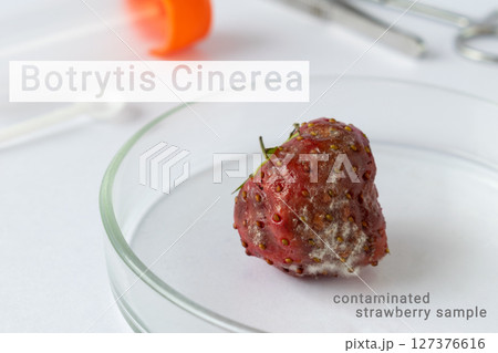 In-Depth Microbiology Study of Strawberries Affected by Botrytis Cinerea Fungal Spores, Highlighting Spoilage Characteristics Observed Under Controlled Laboratory Conditions for Food Safety Assessment 127376616