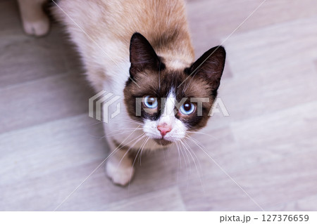 A brown and white cat with striking blue eyes gazes up at the camera A brown and white cat with striking blue eyes gazes up at the camera 127376659