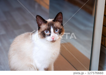 A snowshoe cat is standing gracefully in front of a mirror A snowshoe cat is standing gracefully in front of a mirror 127376660
