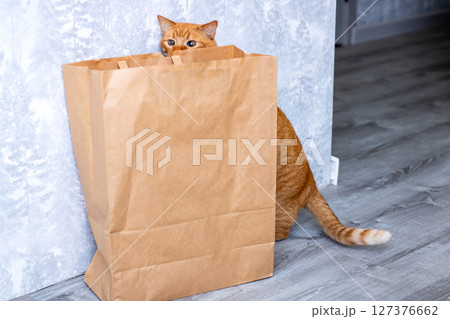 A curious little cat is peeking out of a typical brown paper bag A curious little cat is peeking out of a typical brown paper bag 127376662