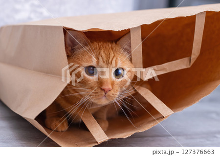 A curious cat is peeking out from inside a brown paper bag 127376663
