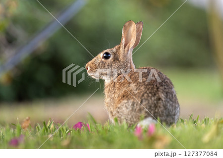 Wild rabbit in nature. Grey small hare eating grass on Florida backyard Wild rabbit in nature. Grey small hare eating grass on Florida backyard 127377084