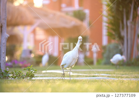 White cattle egret wild bird, also known as Bubulcus ibis walking on green lawn in summer 127377109