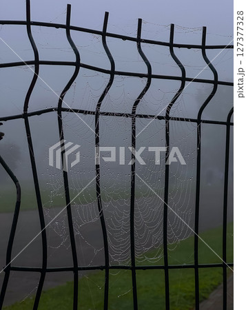 Morning dew clings to spider webs on a fence in a misty park during early hours of the day 127377328