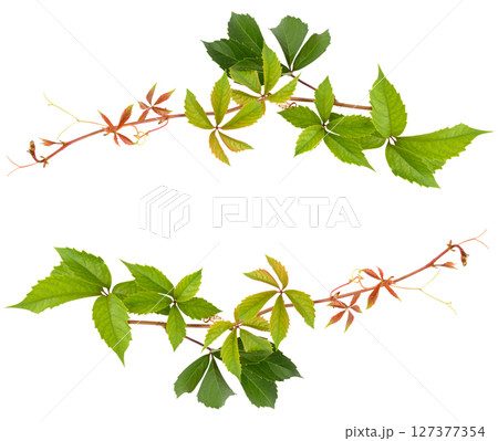 Grape vine isolated on white background. Grape vine isolated on white background. 127377354