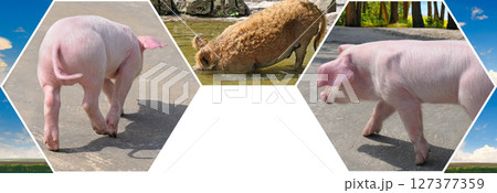 Portraits of cute pigs in the meadow. Mosaic pattern. Collage. Portraits of cute pigs in the meadow. Mosaic pattern. Collage. 127377359