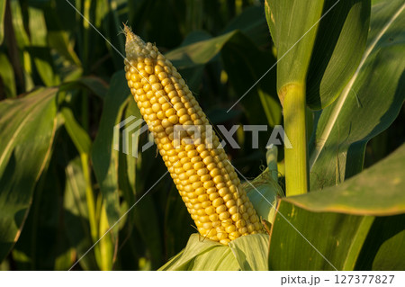 A single ear of corn is showcased among green leaves in a field as the warm sunlight casts a golden hue across the landscape A single ear of corn is showcased among green leaves in a field as the warm sunlight casts a golden hue across the landscape 127377827