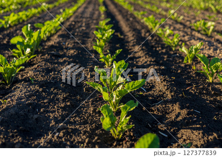 Rows of young sugar beet plants thrive in dark rich soil under bright sunlight in a vibrant agricultural landscape Rows of young sugar beet plants thrive in dark rich soil under bright sunlight in a vibrant agricultural landscape 127377839