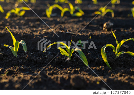 Fresh corn plants rise from rich, dark earth, basking in sunlight as they begin their journey toward maturity in a vibrant landscape 127377840