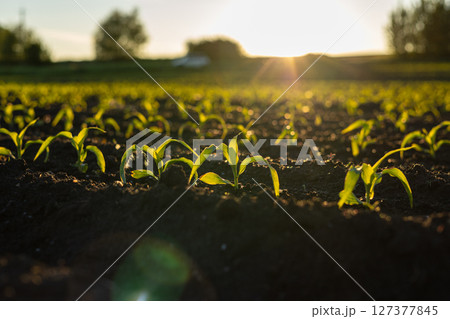 Young corn plants emerge from dark soil, basking in the golden light of the setting sun in a tranquil agricultural landscape Young corn plants emerge from dark soil, basking in the golden light of the setting sun in a tranquil agricultural landscape 127377845