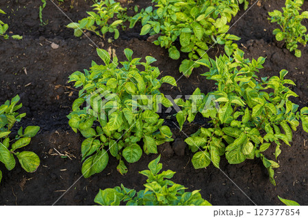 Lush potato plants grow densely in a rural field, showcasing healthy green leaves in a well-tended garden during spring Lush potato plants grow densely in a rural field, showcasing healthy green leaves in a well-tended garden during spring 127377854