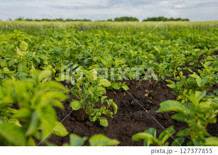 Healthy potato plants spread across a rural field, showcasing green leaves and rich soil under a cloudy sky in the growing season 127377855