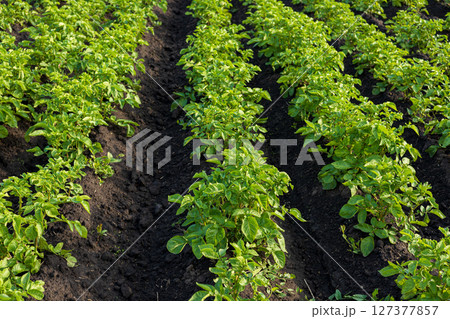 Fertile soil supports the growth of healthy potato plants in well-organized rows within a rural agricultural field Fertile soil supports the growth of healthy potato plants in well-organized rows within a rural agricultural field 127377857