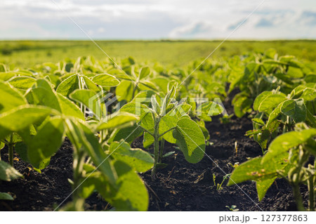 Soybean plants thrive in a well-tended field, showcasing rich greenery and healthy growth as sunlight bathes the landscape 127377863