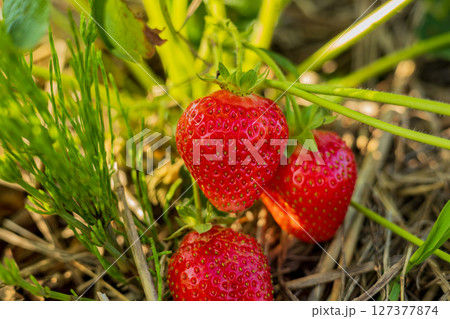 Juicy strawberries hang from the green plants, reflecting their freshness and ripeness on a sunny day during harvest season Juicy strawberries hang from the green plants, reflecting their freshness and ripeness on a sunny day during harvest season 127377874