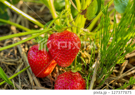 Fresh, ripe strawberries are being harvested from the ground in a vibrant garden filled with greenery under bright sunlight Fresh, ripe strawberries are being harvested from the ground in a vibrant garden filled with greenery under bright sunlight 127377875
