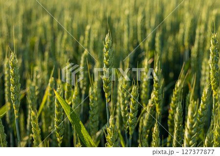 Vibrant green wheat stalks stand tall under the early morning sunlight, creating a serene atmosphere in the countryside Vibrant green wheat stalks stand tall under the early morning sunlight, creating a serene atmosphere in the countryside 127377877