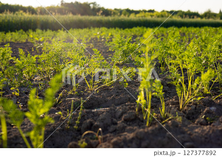 Rows of vibrant green carrot tops stretch across the fertile soil, basking in warm sunlight on a tranquil organic farm at dawn 127377892