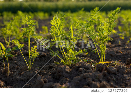 A lush patch of organic carrots thrives in rich soil under bright sunlight, showcasing healthy growth and vibrant greenery 127377895