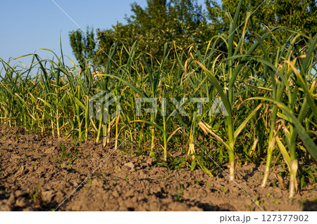 Rows of green garlic plants thrive in a well-tended field, showing healthy growth and abundant leaves in bright sunlight Rows of green garlic plants thrive in a well-tended field, showing healthy growth and abundant leaves in bright sunlight 127377902