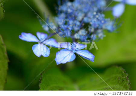 紫陽花 紫陽花 127378713