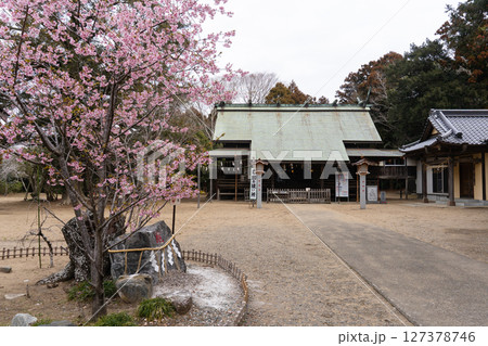 鎌数伊勢大神宮の梅 鎌数伊勢大神宮の梅 127378746