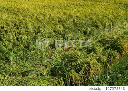 倒れた稲穂 収穫前の田園 127378848
