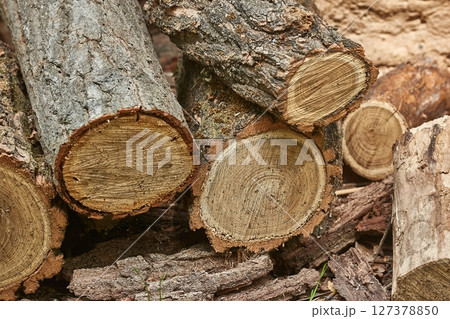 Big wooden logs of a tree cut down 127378850