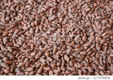 Cocoa beans picked by hand 127378856